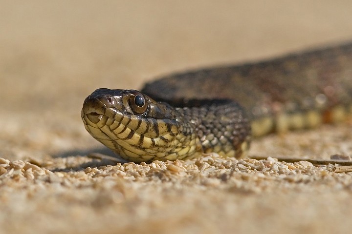 Schwimmnatter Nerodia floridana Florida Green Watersnake